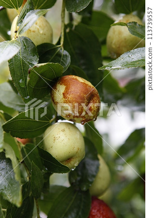 ripe black plum fruit on a tree ripe black plum fruit on a tree 113739557