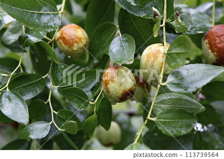 ripe black plum fruit on a tree ripe black plum fruit on a tree 113739564