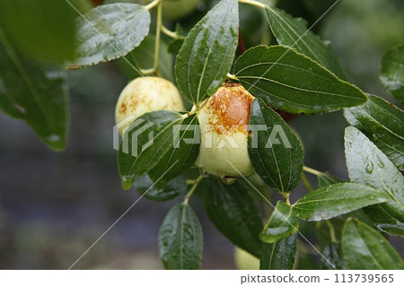 ripe black plum fruit on a tree 113739565