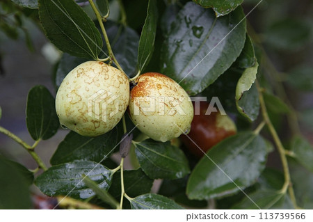 ripe black plum fruit on a tree ripe black plum fruit on a tree 113739566