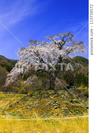Weeping cherry tree of Kamihatchi (vertical) Weeping cherry tree of Kamihatchi (vertical) 113739572