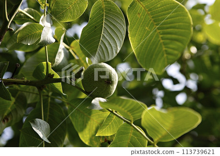 green lime on tree 113739621