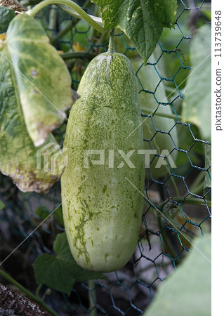 gourd and cucumbers on the fence 113739648