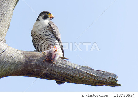 Peregrine Falcon eating on a tree branch Peregrine Falcon eating on a tree branch 113739654