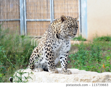Persian leopard (Latin - Panthera pardus saxicolor) 113739663
