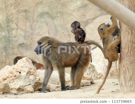 Guinea baboon (lat.- papio papio) in the zoo aviary 113739665