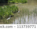 water canal in the city water canal in the city 113739771