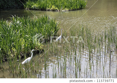 water canal in the city 113739771