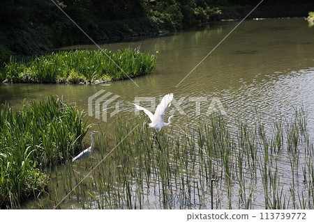 water canal in the city water canal in the city 113739772