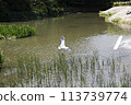 water canal in the city water canal in the city 113739774