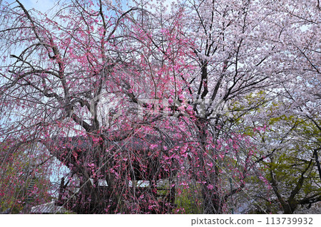 川越市小江戶川越中院區鐘樓附近的櫻花 川越市小江戶川越中院區鐘樓附近的櫻花 113739932