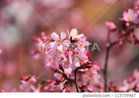 A close-up view of a branch of small early-blooming pink-petaled cherry blossoms 113739987