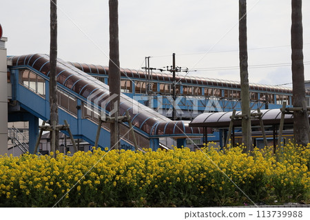 A landscape with a train station footbridge beyond a flowerbed of yellow-petaled rapeseed flowers 113739988