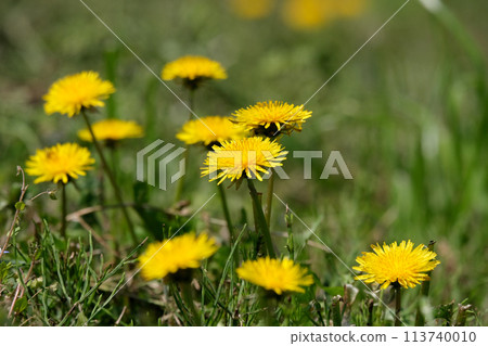 開花在領域的蒲公英 開花在領域的蒲公英 113740010