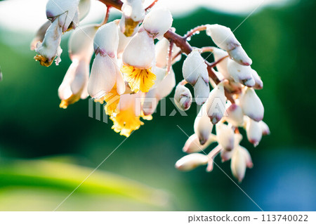 月亮桃花 月亮桃花 113740022