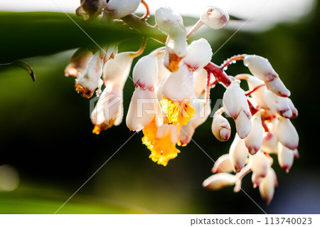 月亮桃花 113740023