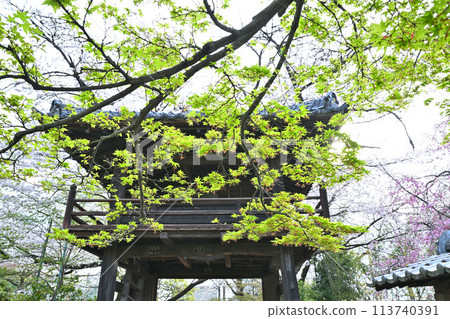 Fresh green leaves of maple trees, bell tower, Nakain temple grounds, Koedo Kawagoe, Kawagoe city 113740391