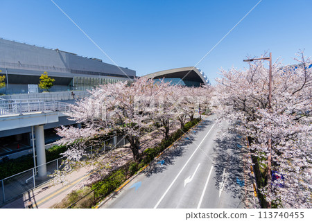東京,東京,櫻花盛開的球場街 東京,東京,櫻花盛開的球場街 113740455