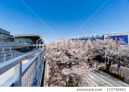 東京,東京,櫻花盛開的球場街 東京,東京,櫻花盛開的球場街 113740461