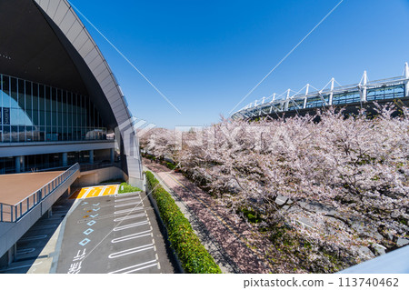 Tokyo, Tokyo, Stadium Street with cherry blossoms in full bloom 113740462