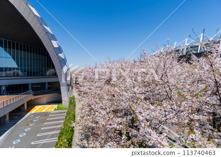 東京,東京,櫻花盛開的球場街 東京,東京,櫻花盛開的球場街 113740463