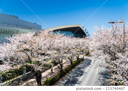 東京,東京,櫻花盛開的球場街 東京,東京,櫻花盛開的球場街 113740467