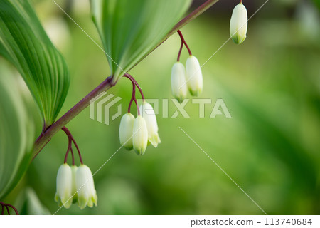 White flowers of Polygonatum maximowiczii blooming in clusters White flowers of Polygonatum maximowiczii blooming in clusters 113740684