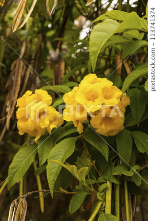 Yellow Bells Tecoma Stans Perennial Shrub, Trumpet Vine Family, Bignoniaceae, Blooming Broadleaf Evergreen Shrub Or Small Tree. Closeup, Vertical. Botany, Floriculture. Yellow Trumpetbush 113741374