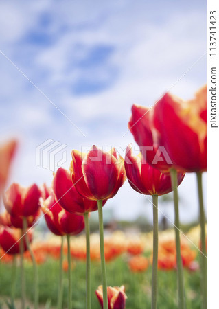 和泉循環環境公園的鬱金香 113741423