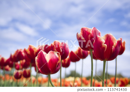 和泉循環環境公園的鬱金香 113741430