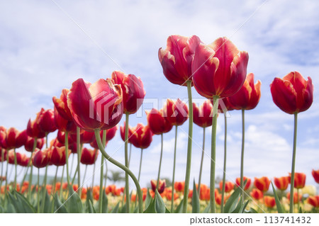 Tulips at Izumi Recycle Environmental Park Tulips at Izumi Recycle Environmental Park 113741432