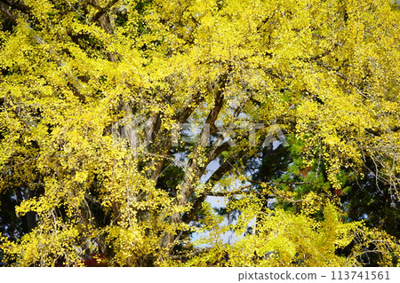 The beginning of the large ginkgo tree and falling leaves at Shoboji Temple, Kyoto The beginning of the large ginkgo tree and falling leaves at Shoboji Temple, Kyoto 113741561