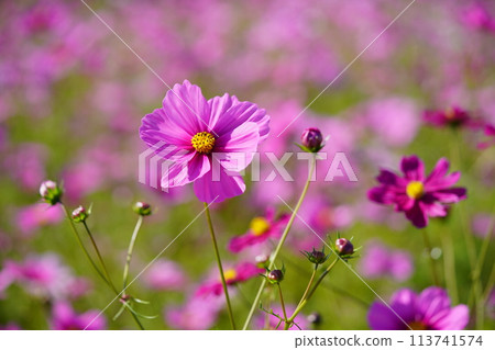 Kyoninkyo可愛的宇宙微距鏡頭 Kyoninkyo可愛的宇宙微距鏡頭 113741574