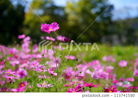 Cosmos field with black background (Kyoninkyo) Cosmos field with black background (Kyoninkyo) 113741580