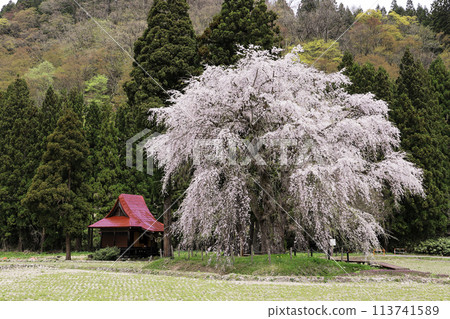 垂枝櫻花和白山神社 垂枝櫻花和白山神社 113741589