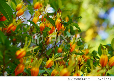 Gardenia fruit at Akishinoji Temple in autumn, a temple in Nara Gardenia fruit at Akishinoji Temple in autumn, a temple in Nara 113741634