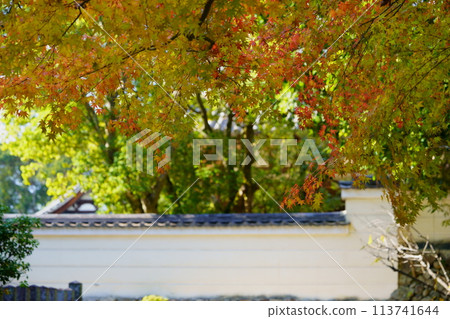 Fall foliage season at Akishinodera temple in Nara 113741644