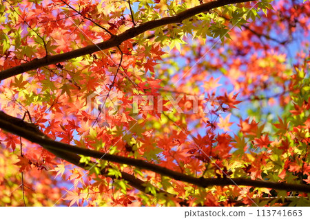 A tricolored maple tree 113741663