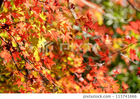 Autumn maple leaves shining in the sunlight filtering through the trees Autumn maple leaves shining in the sunlight filtering through the trees 113741666