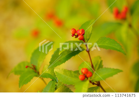 京都正法寺千兩蝴蝶的落葉背景 京都正法寺千兩蝴蝶的落葉背景 113741675