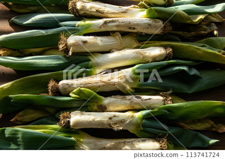 Shimonita leek with soil still attached Shimonita leek with soil still attached 113741724