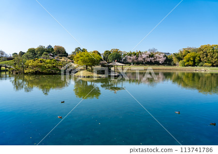 岡山縣岡山後樂園春天可眺望岡山城的花園 113741786