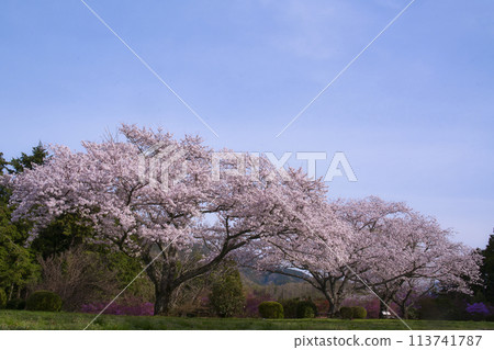 杉村公園的櫻花 113741787