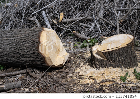 銀杏樹樁、樹樁、年輪、砍伐、修剪、種植、造景、砍伐、毀樹、植物、大樹 113741854