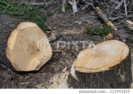 Ginkgo tree stump, stump, annual rings, felling, pruning, planting, landscaping, cutting, felling, tree, wood, plant, large tree, destruction 113741855