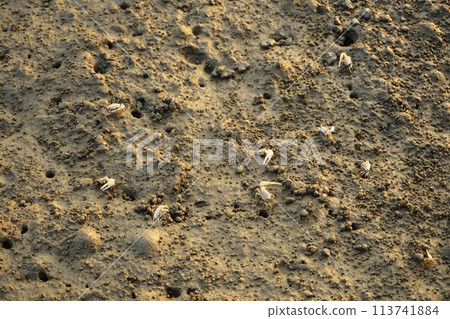 [Taiwan] Fiddler crab on the mud (Gaomei Wetlands) 113741884