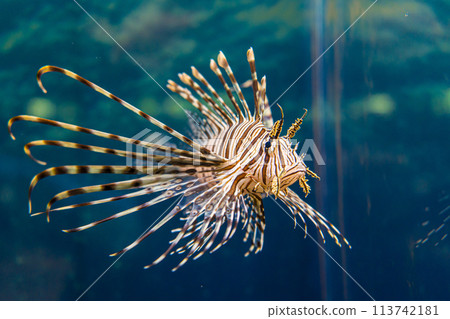 Lionfish living in an aquarium 113742181
