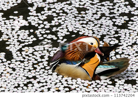 [Hirosaki Park] A child swimming amongst fallen cherry blossoms 113742204