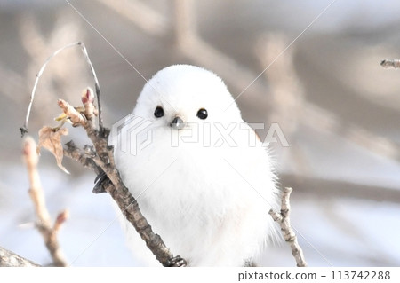Shimaenaga inhabiting Hokkaido Shimaenaga inhabiting Hokkaido 113742288