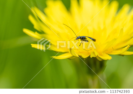 吃蒲公英花粉的雄性長角甲蟲 113742393